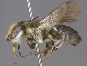 Media type: image;   Entomology 27431 Aspect: habitus lateral view